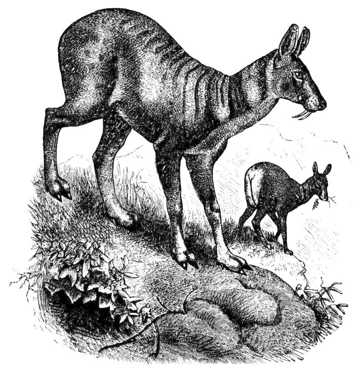 Siberian Musk-deer