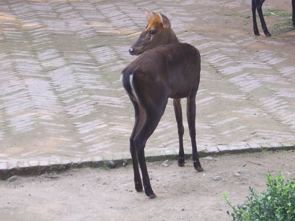 Black Muntjac