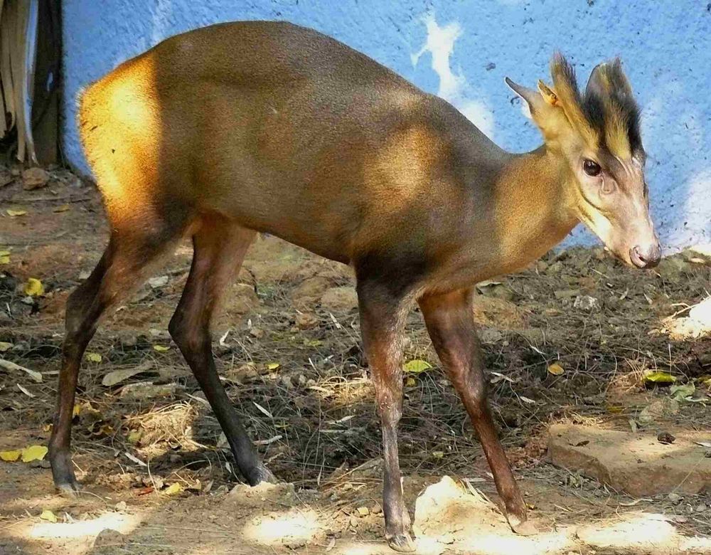 Fea's Muntjac