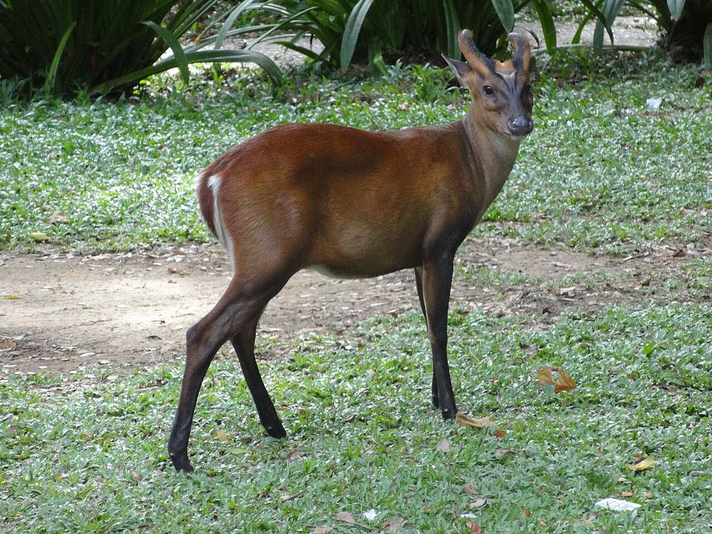 Southern Red Muntjac