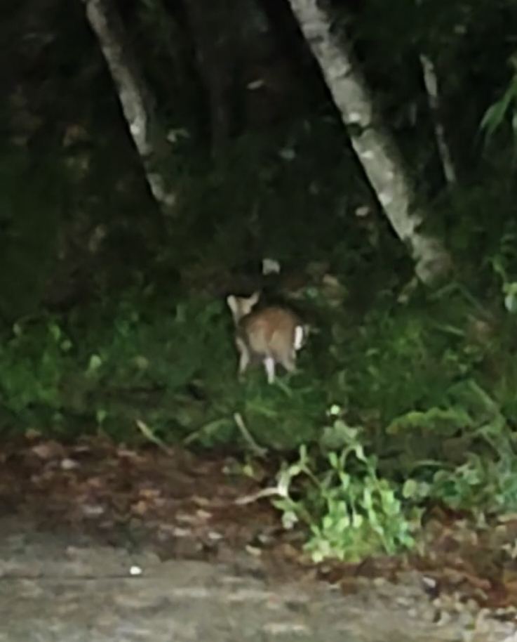 Annamite Muntjac