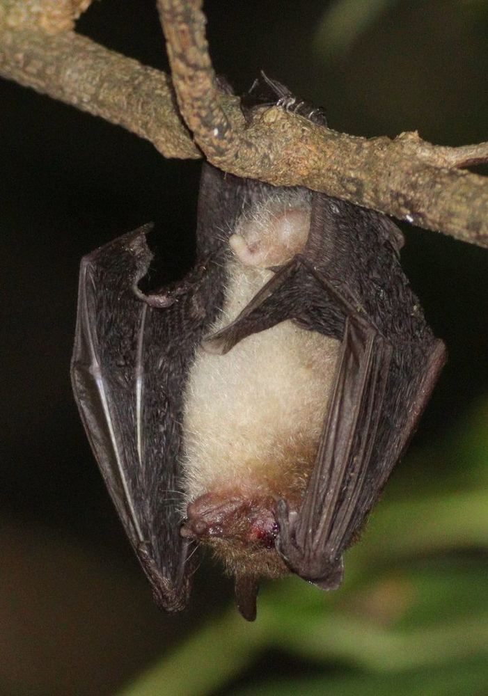 Round-eared Tube-nosed Bat