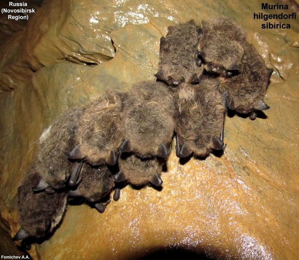 Hilgendorf's Tube-nosed Bat