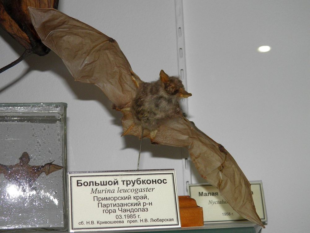 Rufous Tube-nosed Bat