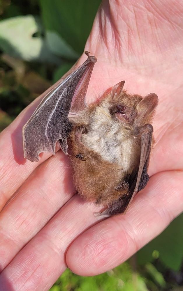 Ussuri Tube-nosed Bat