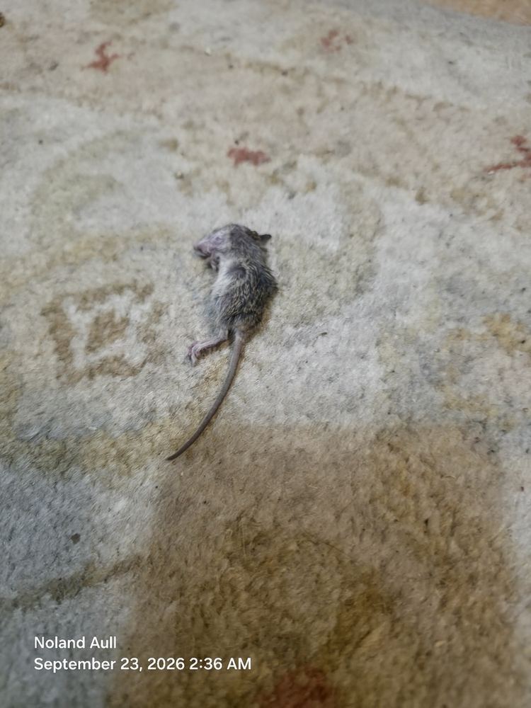 House Mouse