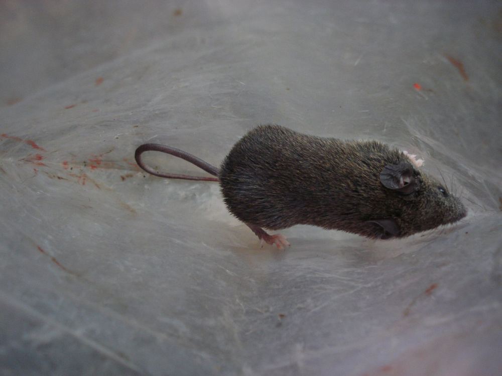 Indochinese Shrew-like Mouse