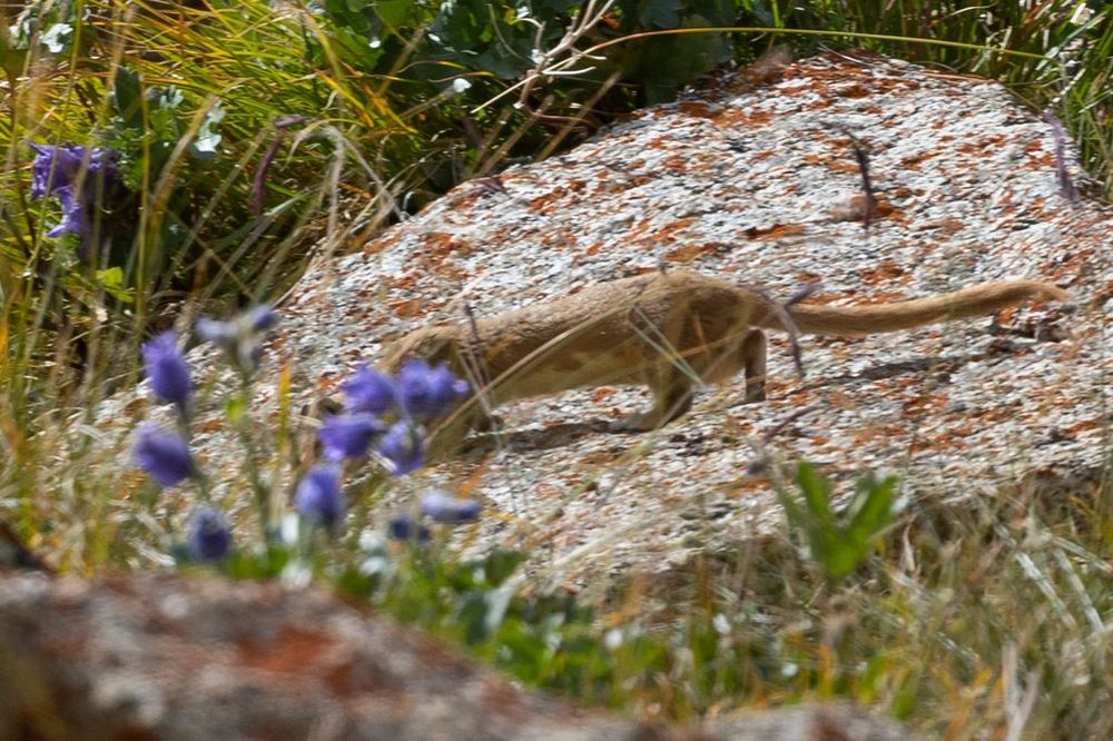 Altai Weasel