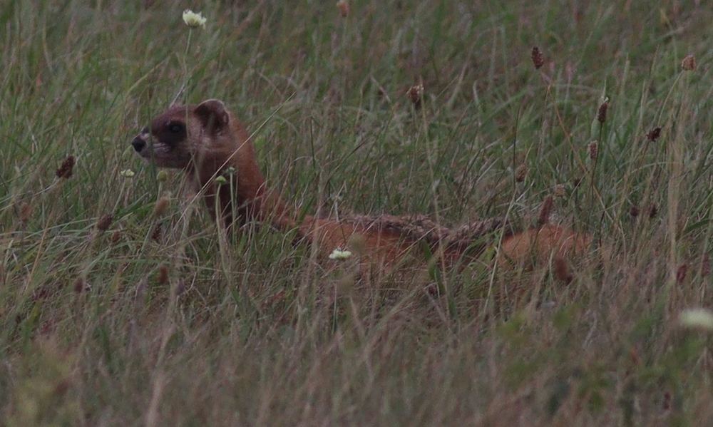 Steppe Polecat