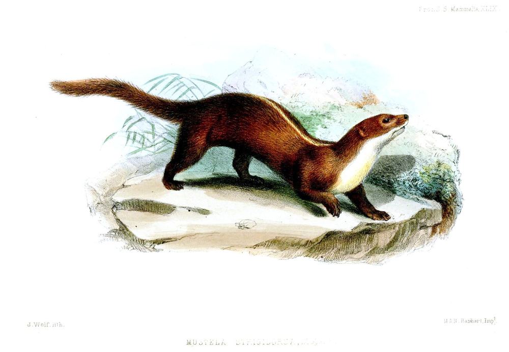 Back-striped Weasel