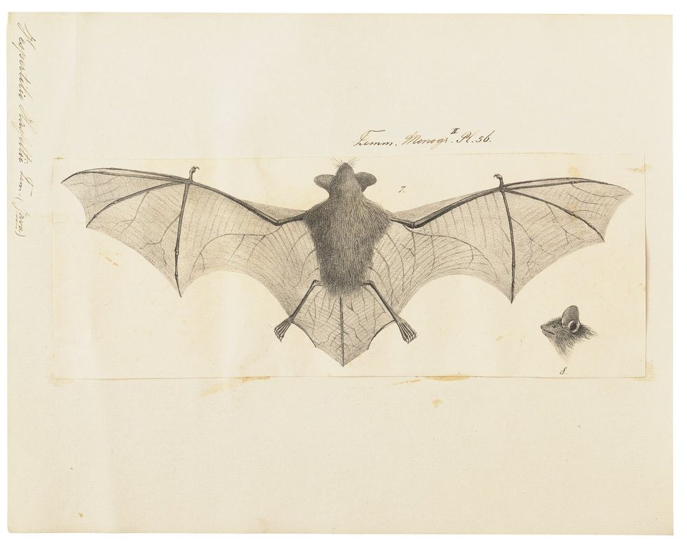 Lesser Large-footed Bat