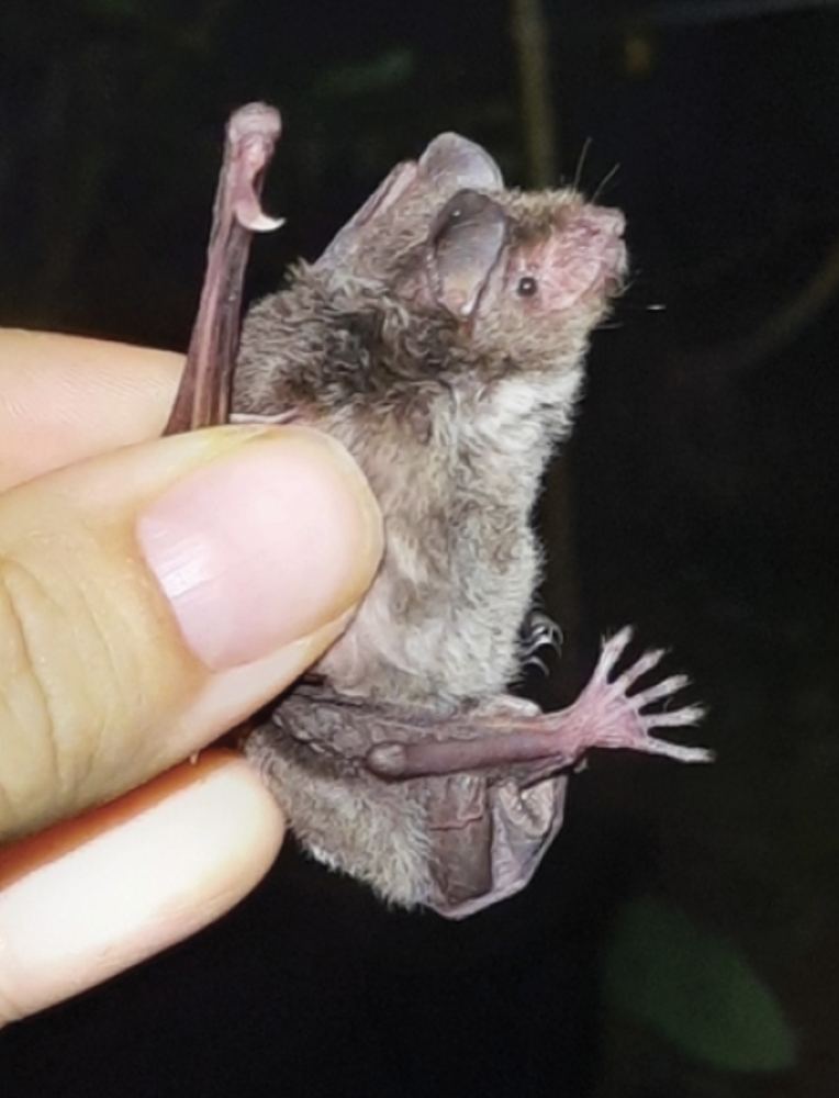 Horsfield’s Myotis