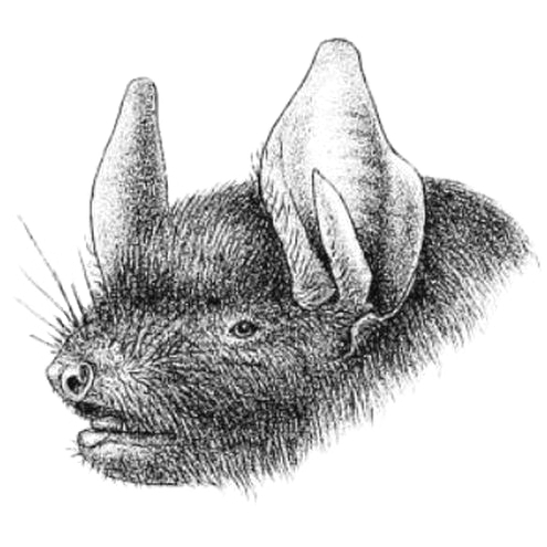 Burmese Whiskered Myotis