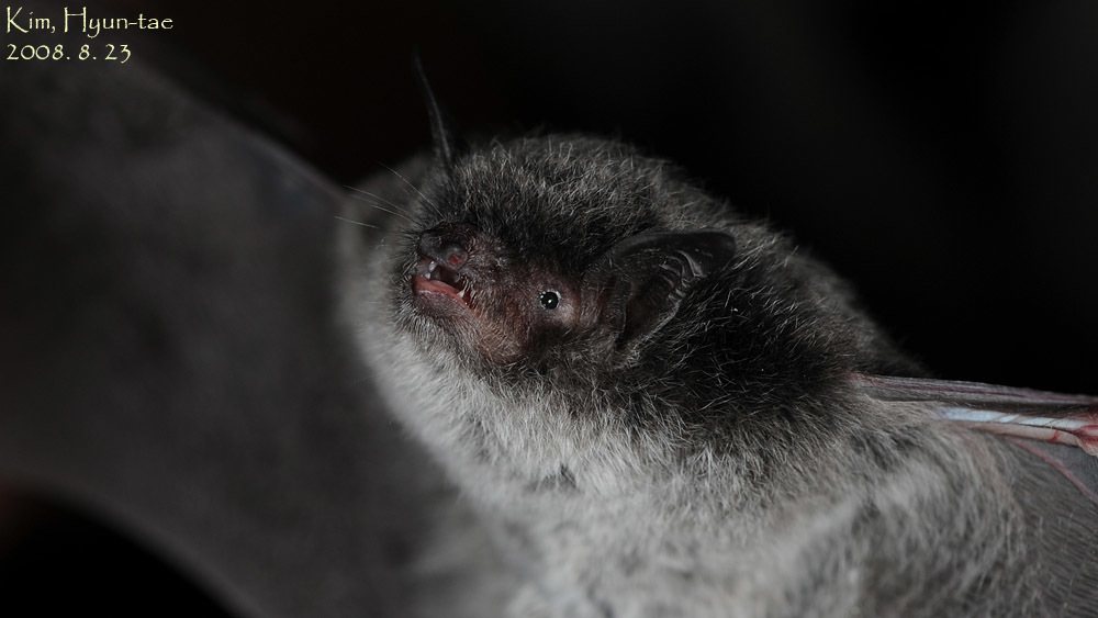 Russian Myotis