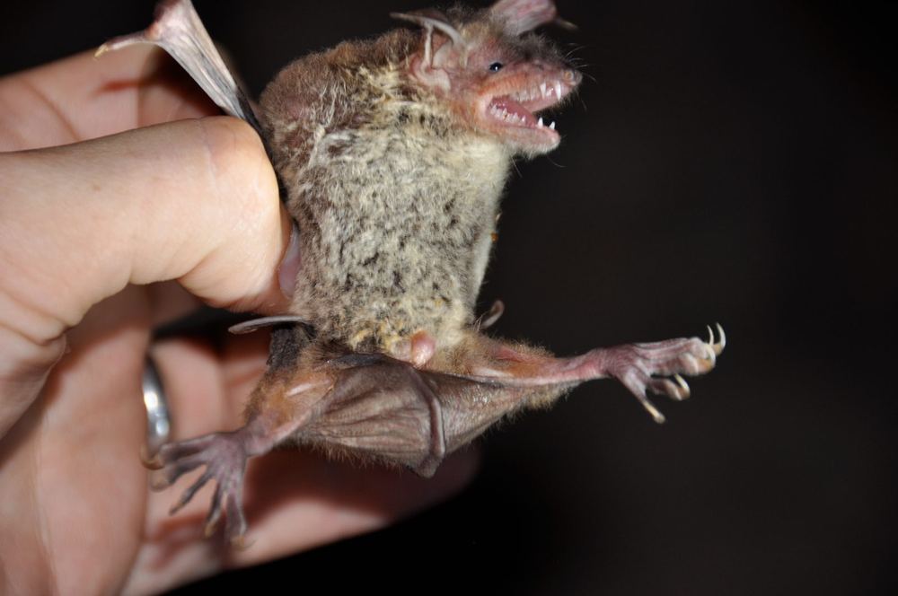 Rickett's Big-footed Myotis