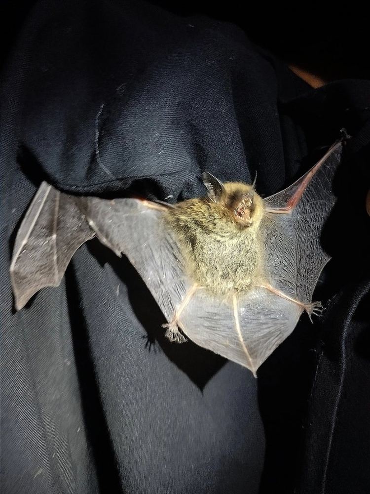 Siberian Whiskered Myotis