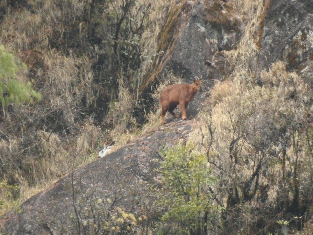 Red Goral