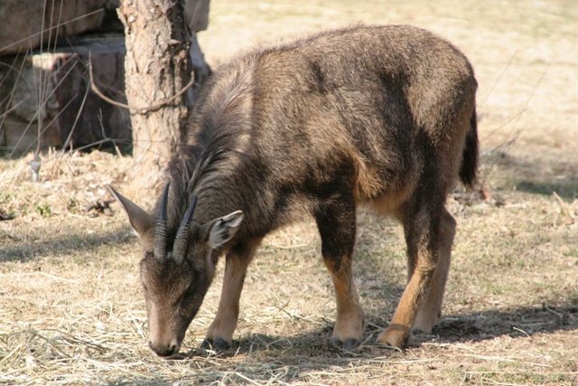 Long-tailed Goral