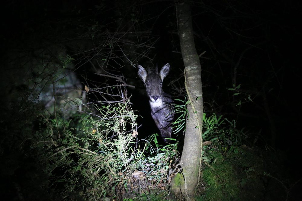 Chinese Goral