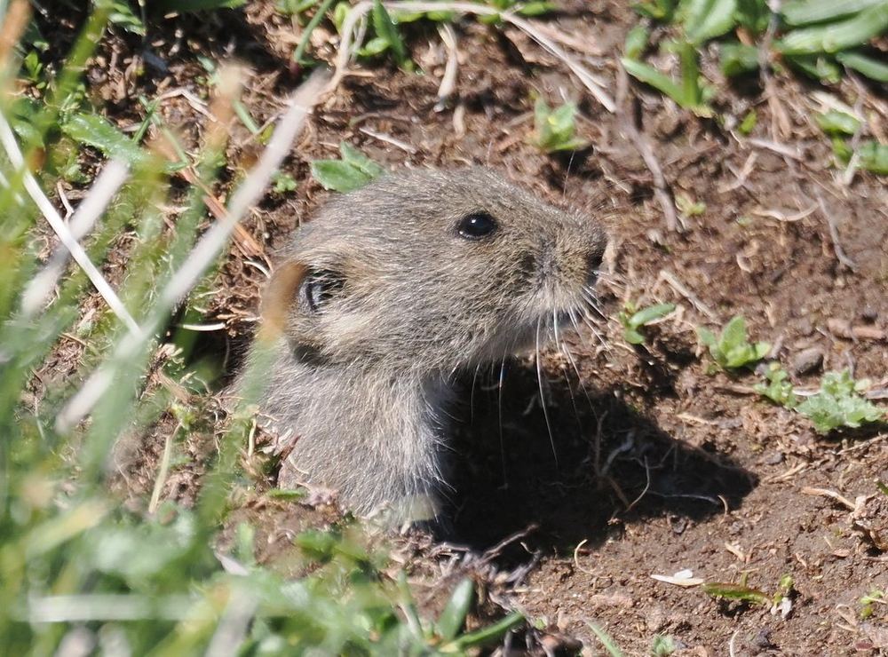 Smoky Mountain Vole