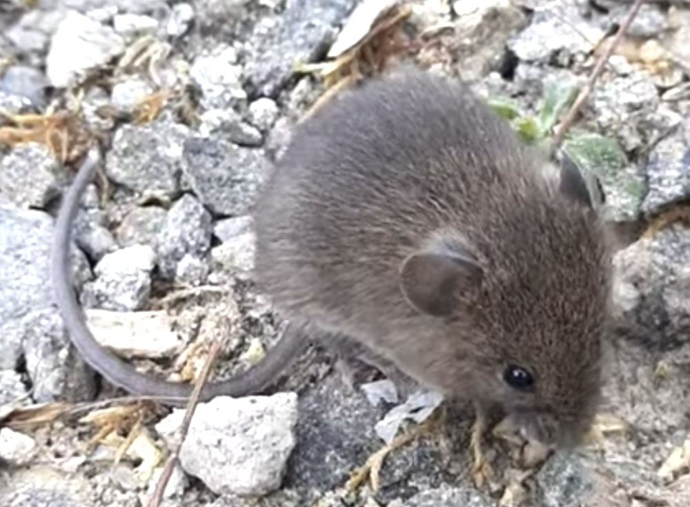 Sikkim Mountain Vole
