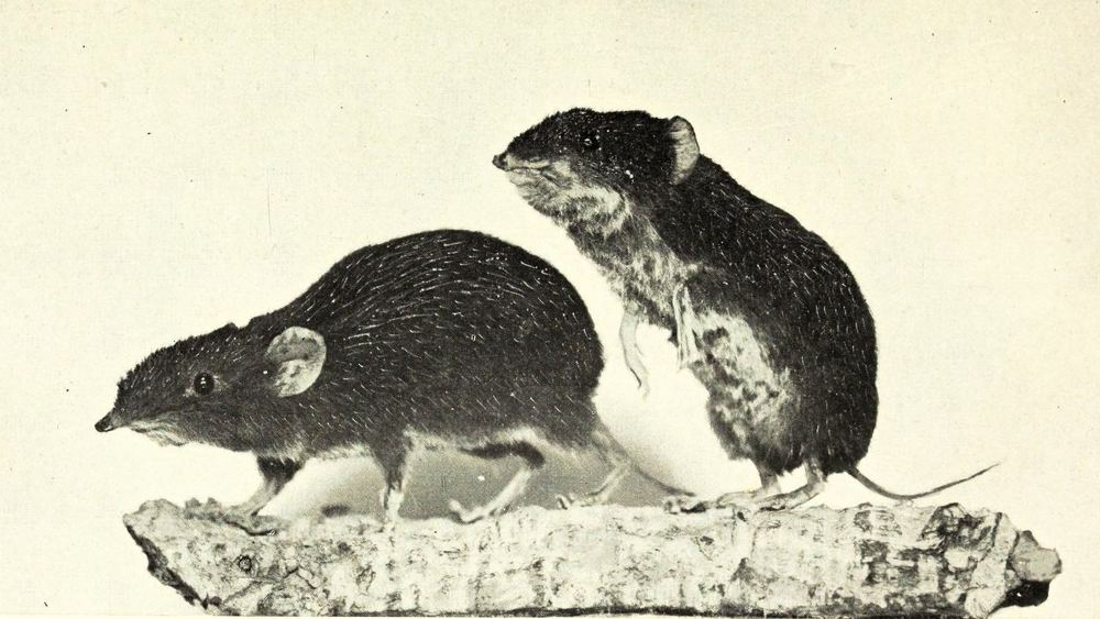 Shrew Gymnure