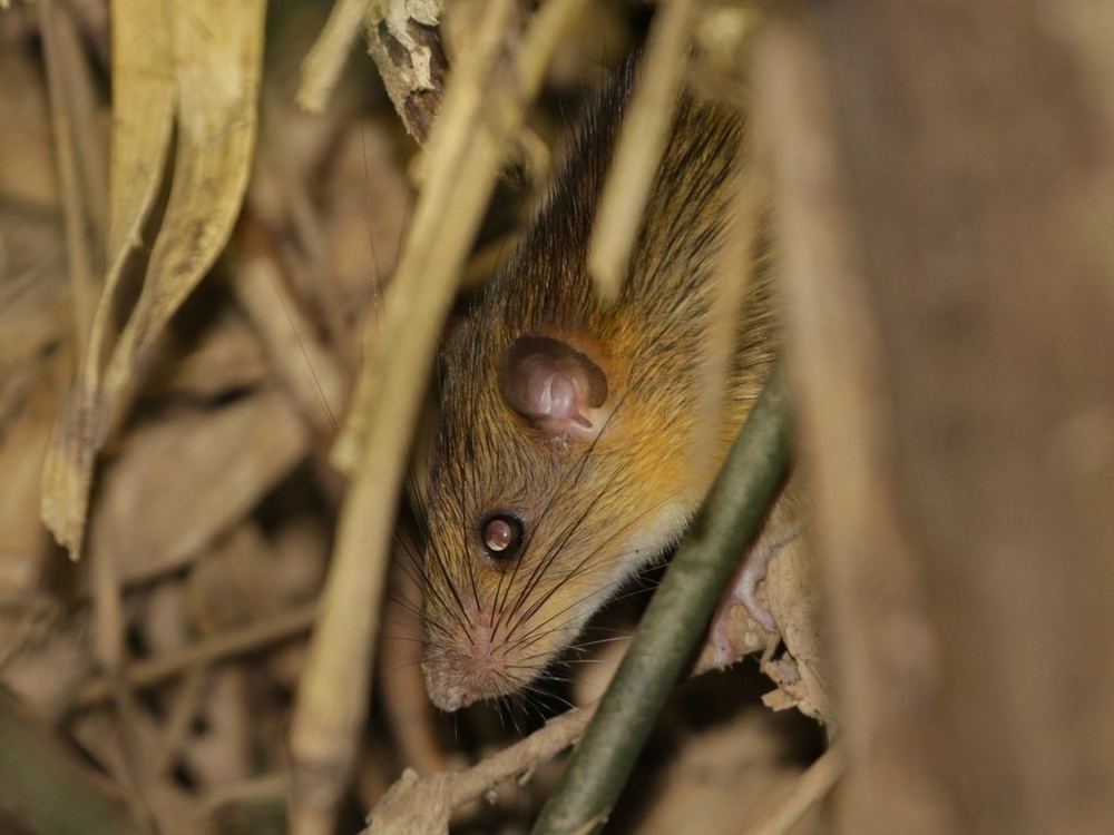 Chestnut White-bellied Rat