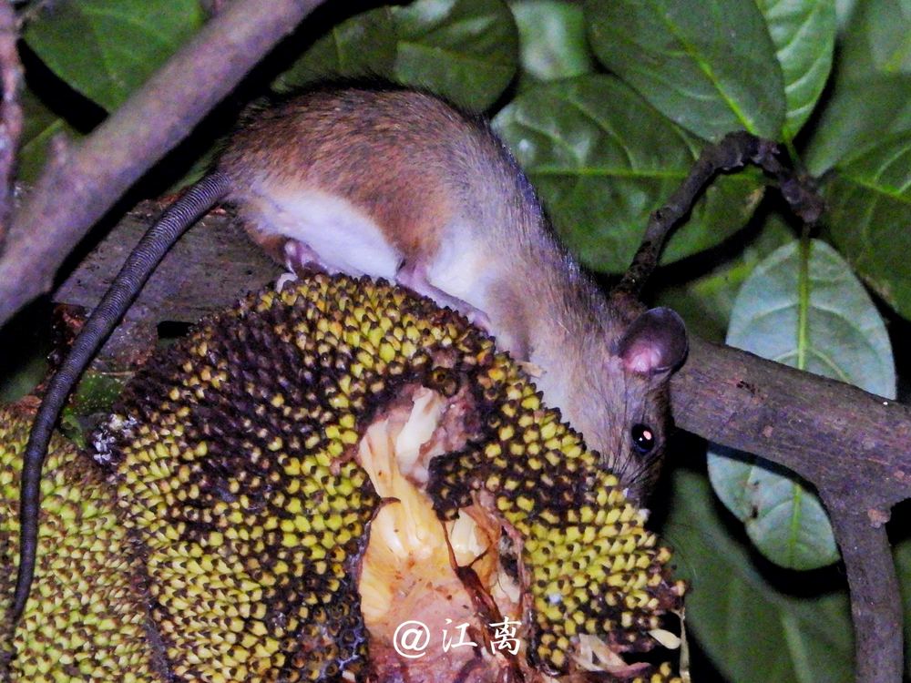 South China White-bellied Rat