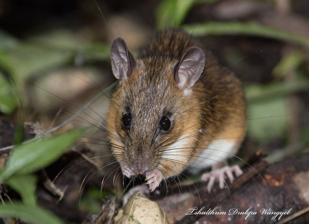 Himalayan White-bellied Rat