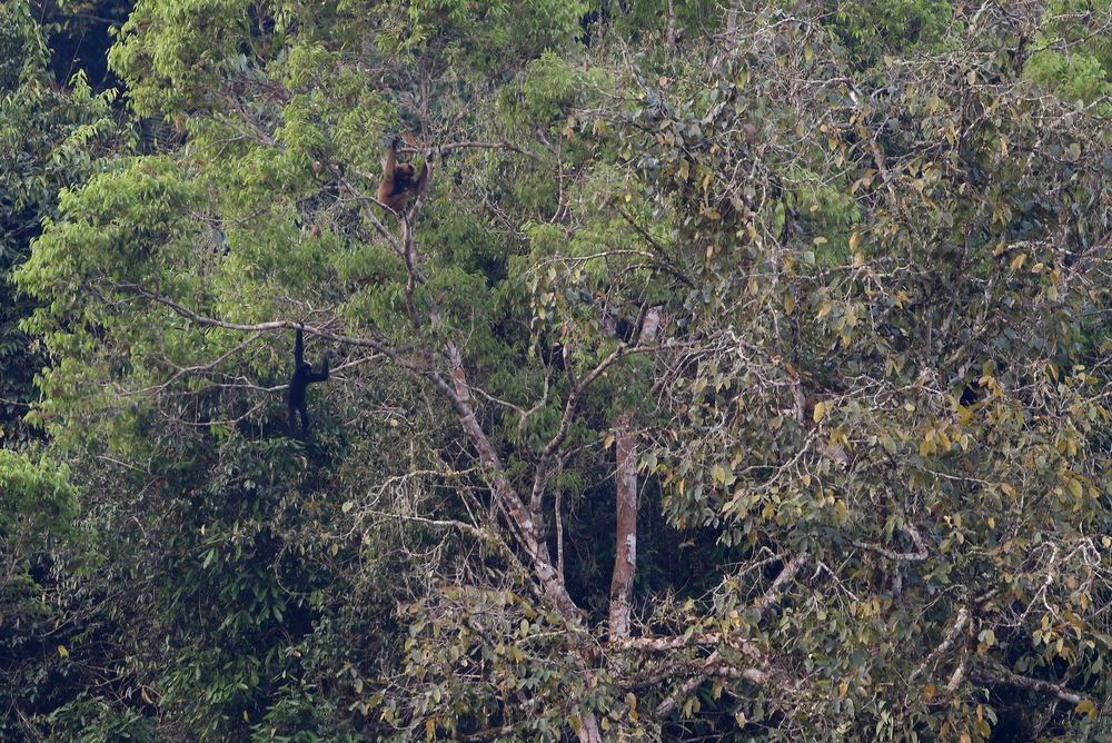 Western Black Crested Gibbon