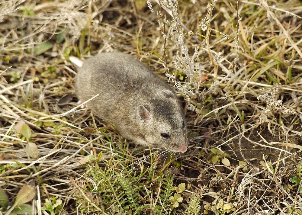 Gray Hamster