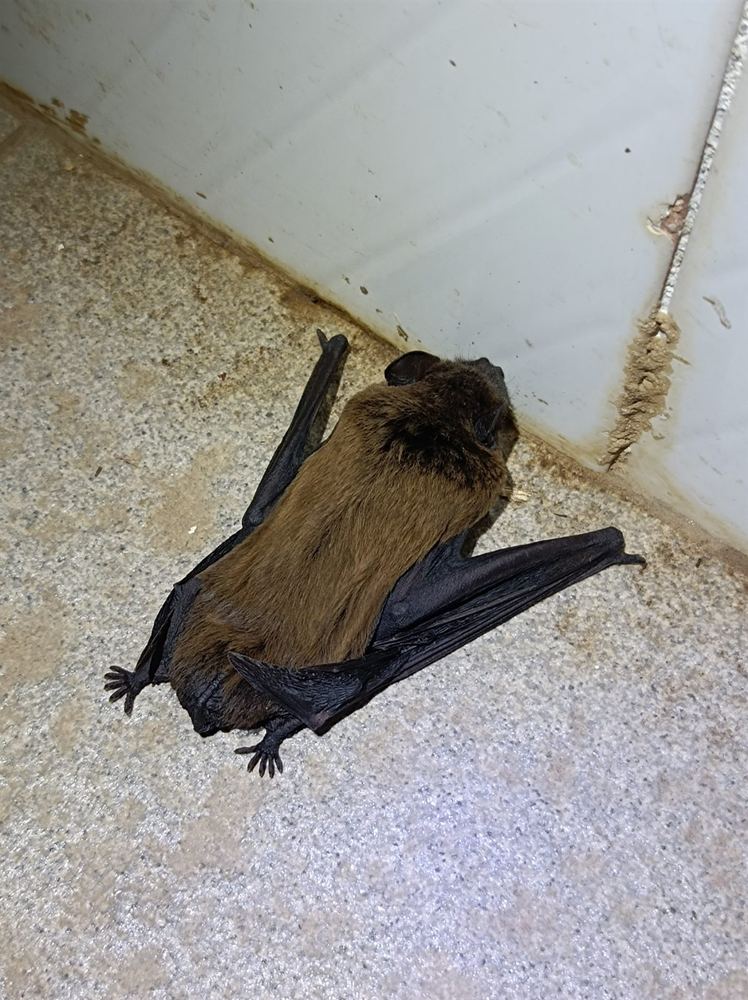 Leisler's Noctule