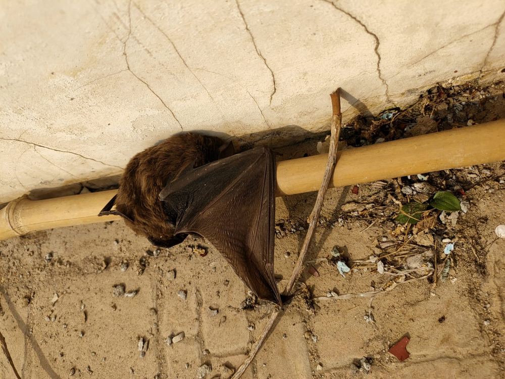 Chinese Noctule