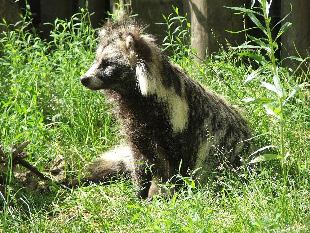 Common Raccoon Dog