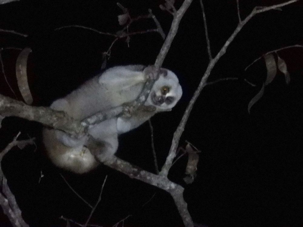 Bengal Slow Loris