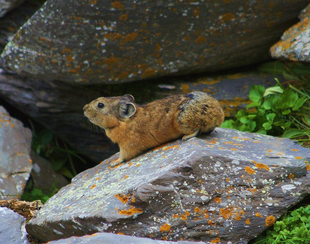 Alpine Pika