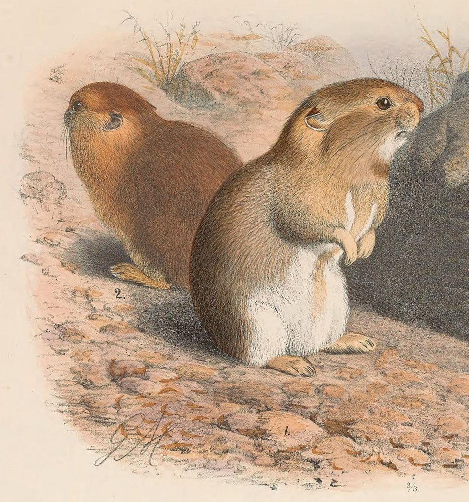 Gansu Pika