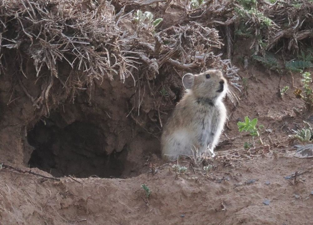 Plateau Pika