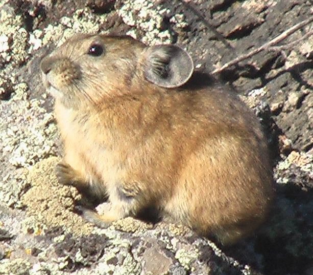 Daurian Pika