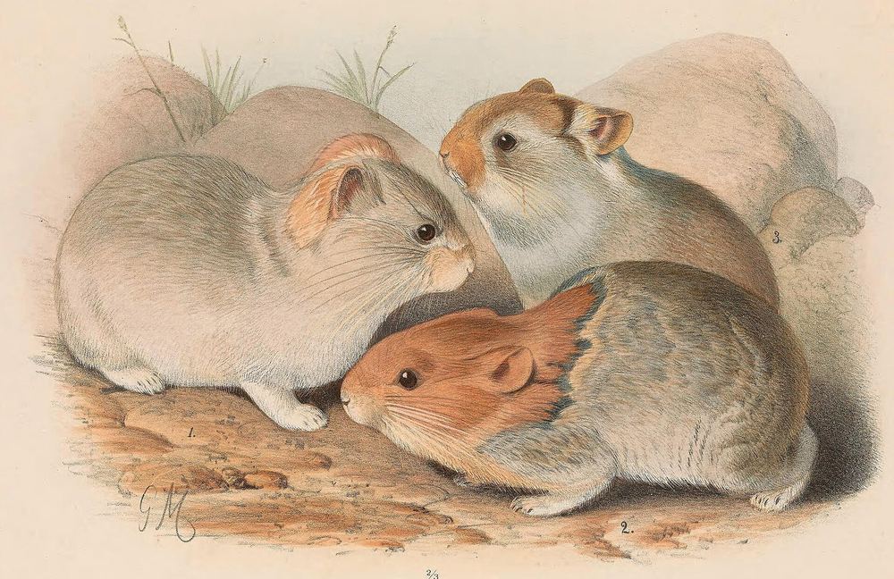 Chinese Red Pika
