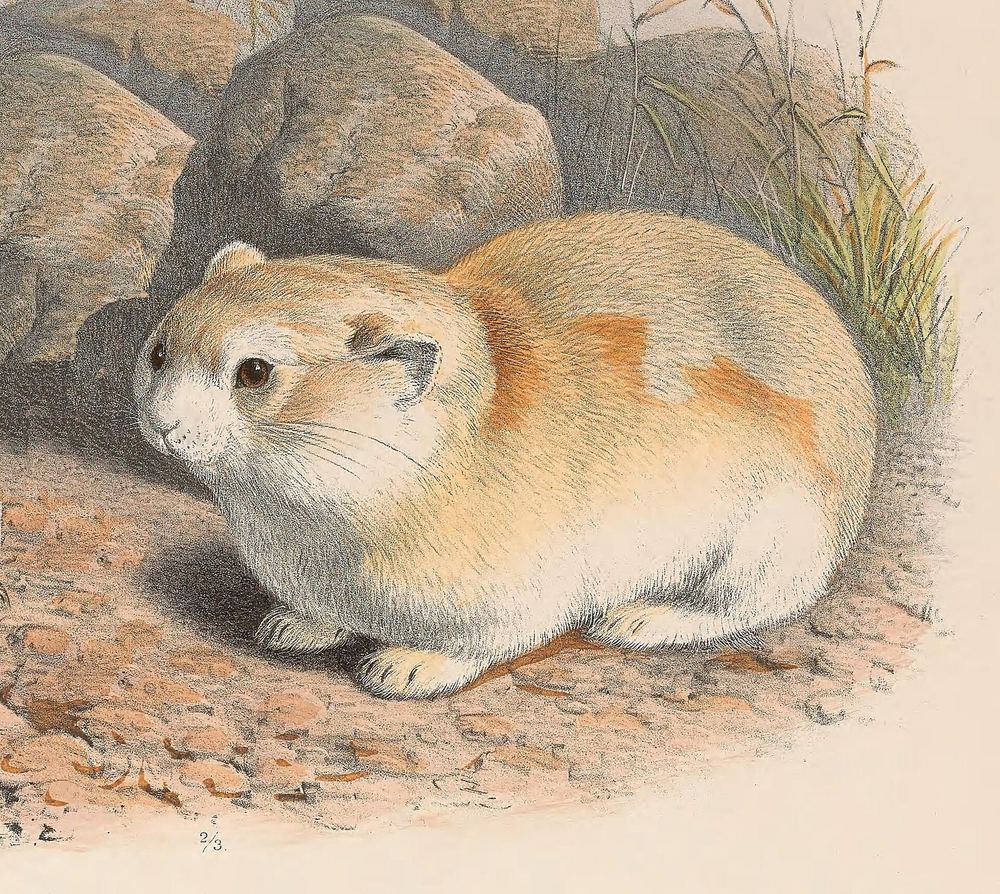 Kozlov's Pika