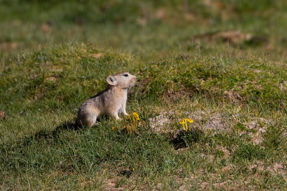 Ladak Pika