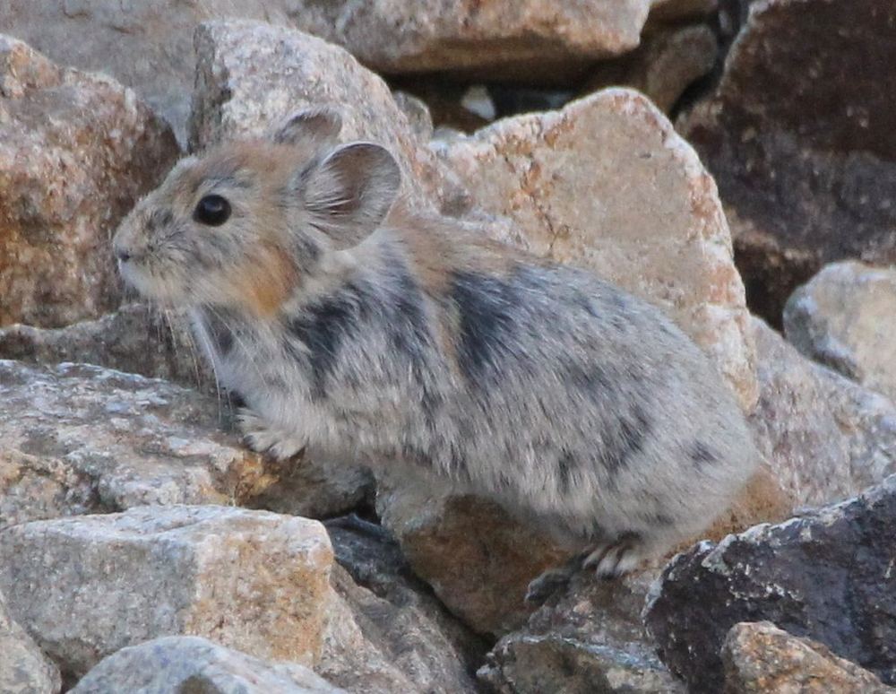 Large-eared pika