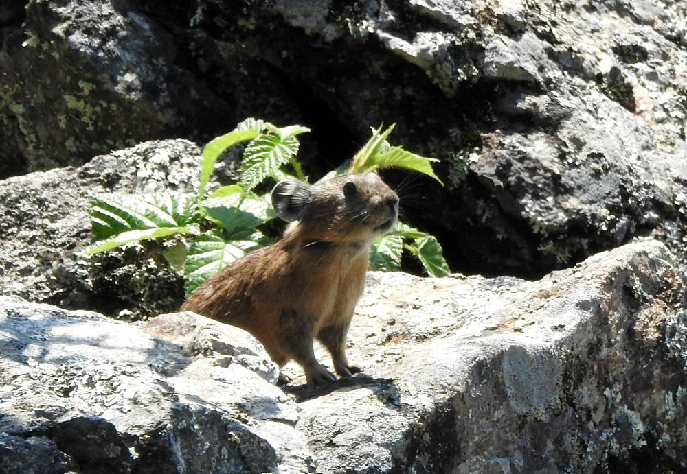 Manchurian Pika