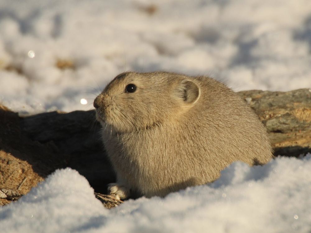 Pallas's Pika