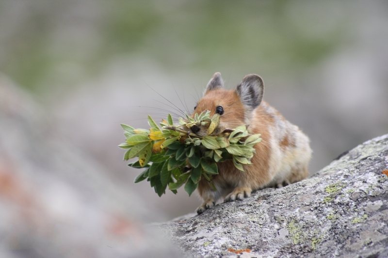 Turkestan Red Pika