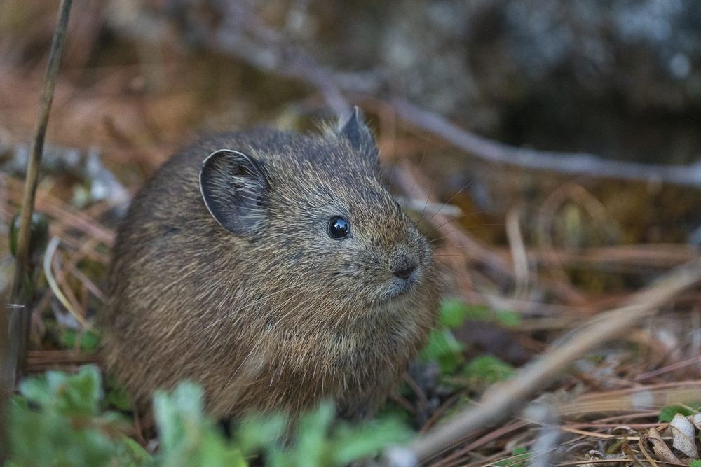 Sijin Pika
