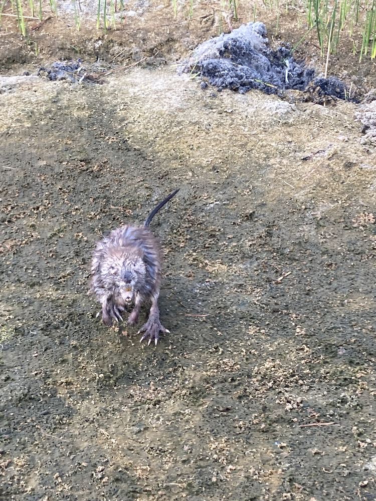 Common Muskrat