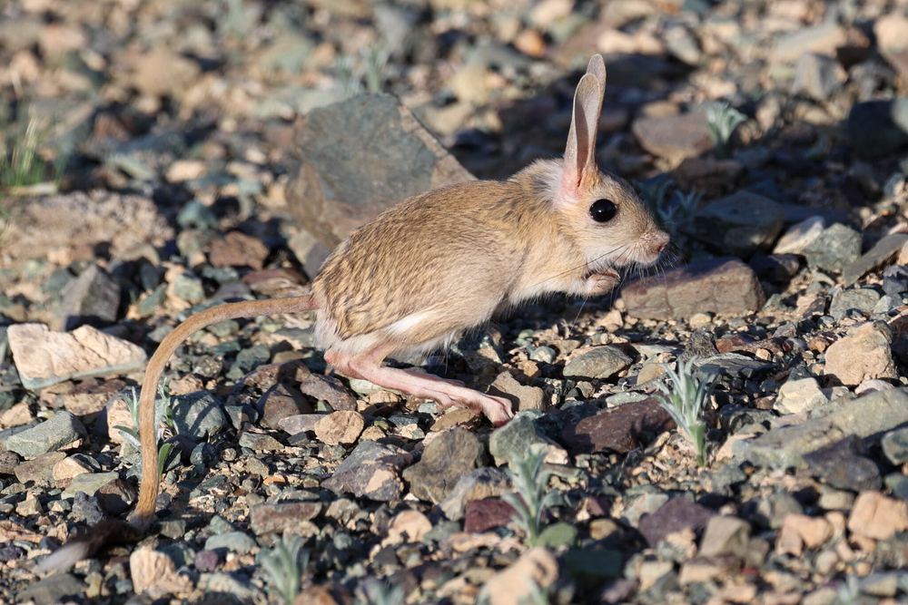 Gobi Jerboa