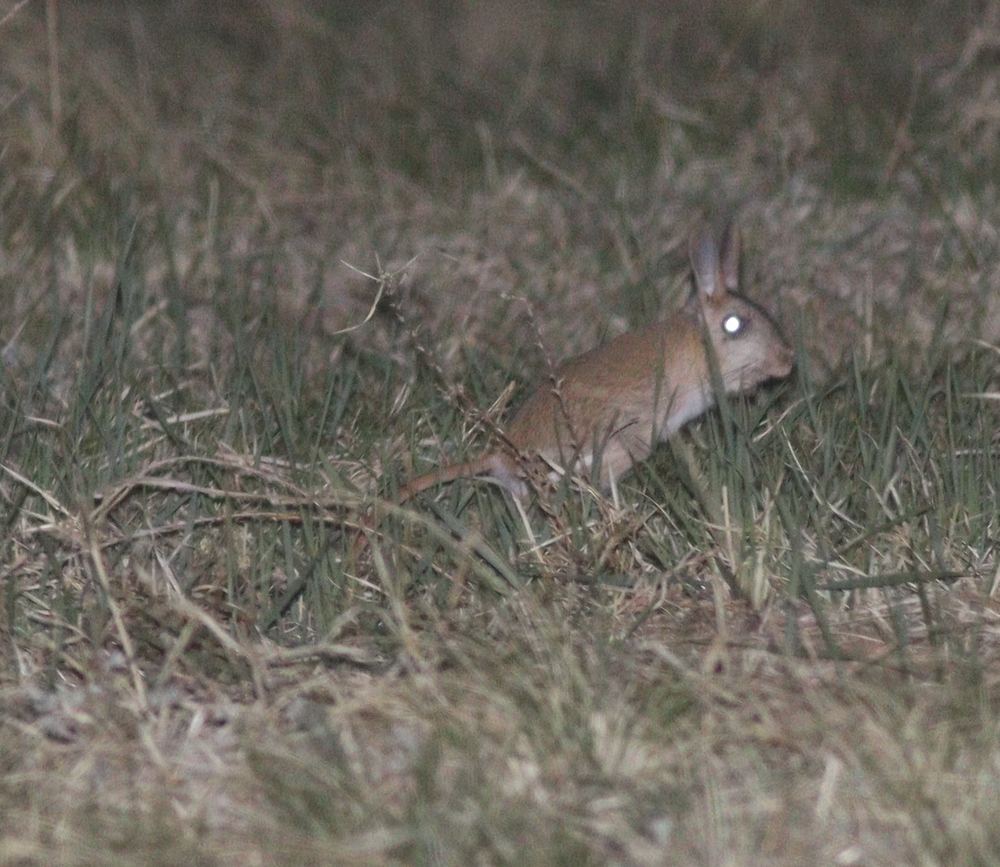 Siberian Jerboa